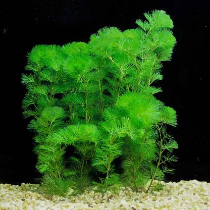 Twins Aquarium Live Plants Cabomba (Cabomba carolinia) 15 stems Aquarium Plant Anchor