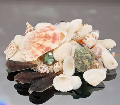 asfly Sea Shells Aquarium Sea shale Home Decoration Used Aquarium & craft H29 Shale Unplanted Substrate