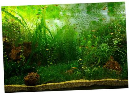 Lyla PVC Aquarium Background Poster,Fish Tank Plants Landscape Waterproof 61x30cm Decorative Showpiece  -  5 cm
