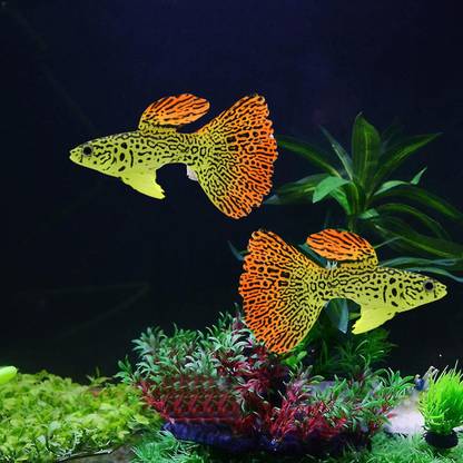 VAYINATO 2 Pcs Artificial Silicon Floating Simulating Fake Fish Aquarium Decor|Guppy Fish Aquarium Tool