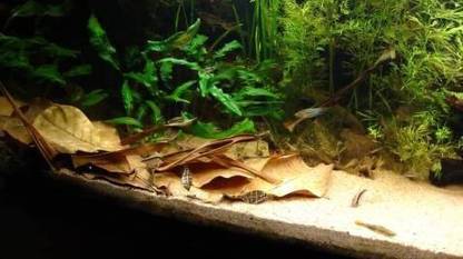 Mr Traders Indian Almond Leaves - 10 Leaves Aquarium Fish Food Natural Dried Leaves Aquatic Plant Fertilizer