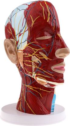 Lyla Superficial Median Sagittal Plane Of Head Model For Teaching And Presenting