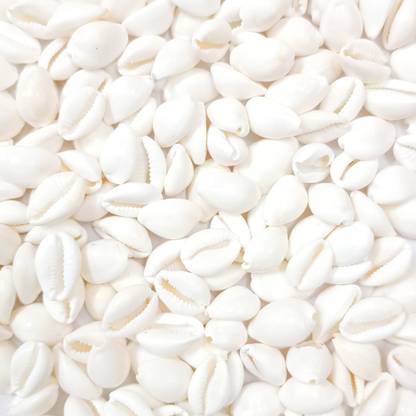 Beadsnpearls White Cowrie Shells/Sea Shells Without Hole For Jewellery Making Pack of 100 Pcs