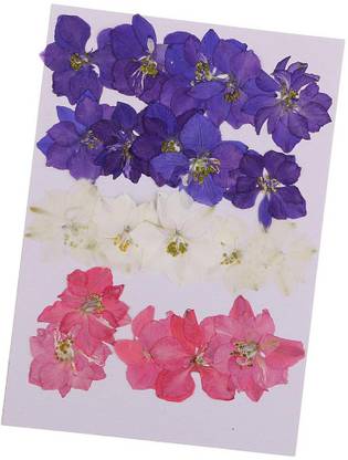Lyla 20 Pieces Pressed Dried Flower Real Flower Delphinium Scrapbooking Embellishment