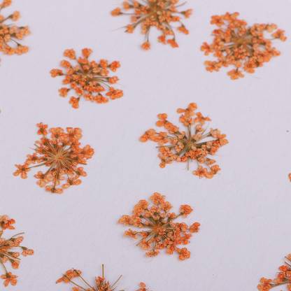 Lyla 16 Pieces Dried Pressed Flowers DIY Embossed Photo Frame Phone Case Material
