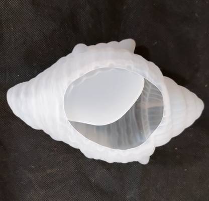 RakaEnterprises CONCH shape mold