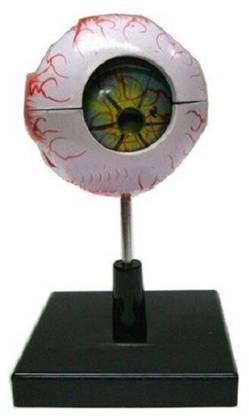 Salco Scientific Educational Human Eye Model Artificial Eye