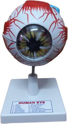 SBT Educational Human Eye Model | Science Education Students | School Lab Artificial Eye