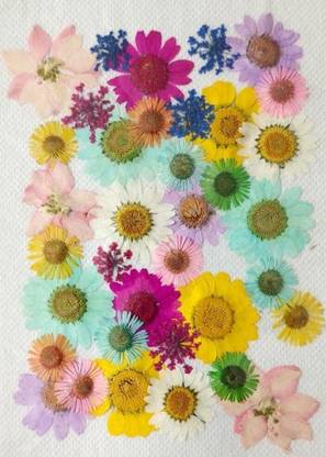 Revees Clive 36 in 1Real flowers,dried pressed flowers Art Craft Mixed Soap,Candle,Scrapbook Multicolor Daisy Artificial Flower