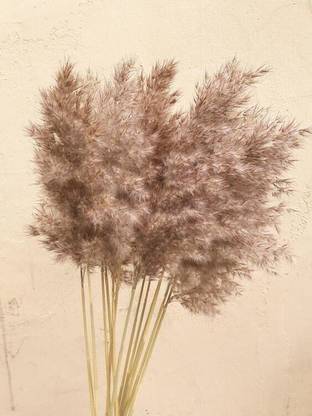 vanchai Fluffy Natural Dried Pampas Grass For Wedding, Home Decorations | Dry Flowers Brown Dried Sticks Artificial Flower