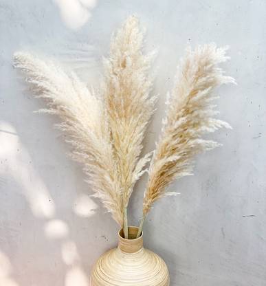 vanchai Off White Natural Pampas - 5 stems Vase Filler