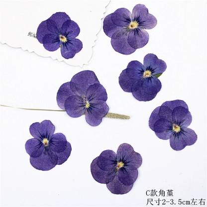CRAFTARA BY MONIKA Natural Real Dried & Pressed Pansy Flower for Art Craft for DIY Jewelry Purple Delphinium Artificial Flower