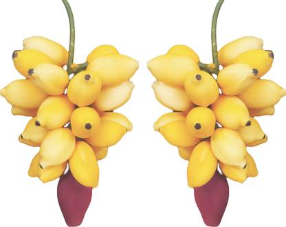 ZENRISE Banana decoration set of 2 Artificial Fruit
