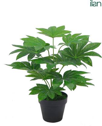 ILAN INDIA | Artificial Japan Fatsia Plant | 1.5 ft | Real Touch Leaves | Without Pot | Artificial Plant