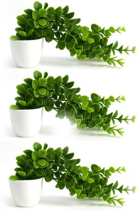 Akp Pack of 3 Artificial Creeper plant Bonsai Artificial Plant  with Pot