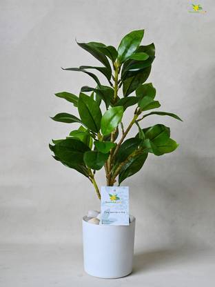 blooming floret Artificial ZZ Plant for Home/Office décor/Gift Artificial Plant  with Pot
