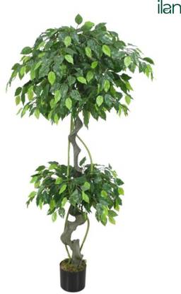 ILAN INDIA | Artificial Topiary Panda Ficus Tree | 5 Ft | Real Touch Leaves | Artificial Plant