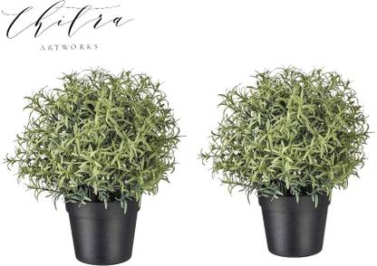 Chitra Rosemary ( pack of 2) Wild Artificial Plant  with Pot