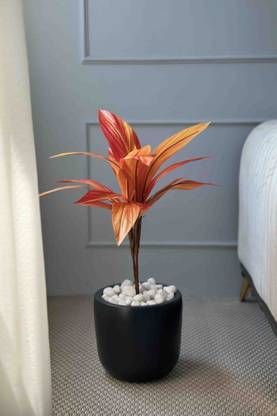 ALLNAYAK Artificial Cordyline Plant Without Pot for Home and Office Décor Artificial Plant
