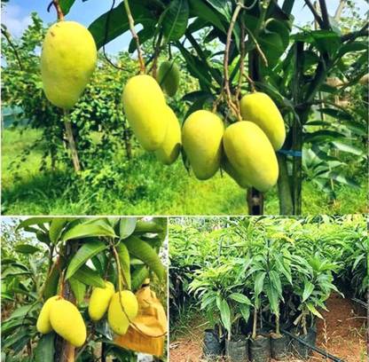 YourPlant 12 MONTH HYBRID MANGO TREE Artificial Plant