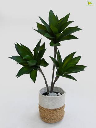 blooming floret Artificial Foxtail Agave Plant | 60 cm| with pot Artificial Plant  with Pot