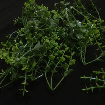 tosim School Project creeper Art, Project, Decoration (1 Packet 75 Piece) Artificial Plant
