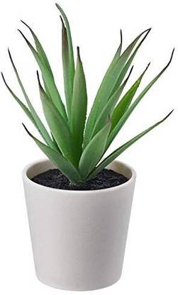 IKEA Digital Shoppy IKEA Artificial Succulent Plant with EVA Plastic Artificial Plant  with Pot