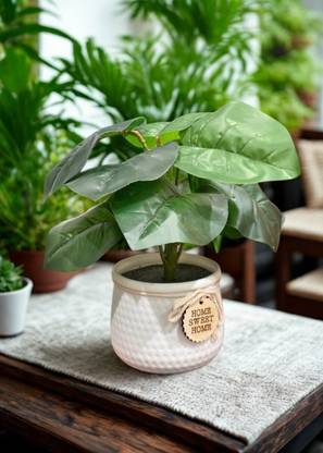 Bohobucket Stylish Home Decor Monstera Artificial Plant  with Pot