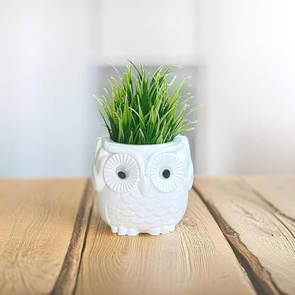 NINTY OWL PLANT WHITE Bonsai Wild Artificial Plant  with Pot
