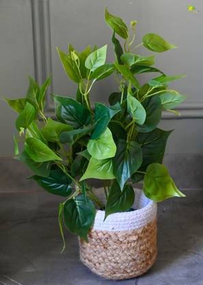 blooming floret Artificial Jade Pothos for Home Decor / Office Decor / Gifting | With Pot Artificial Plant  with Pot