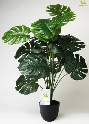 blooming floret Artificial Monstera Plant | With Basic Black Pot | 18 Green Leaves Artificial Plant  with Pot