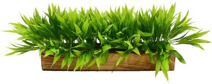 Flipkart Perfect Homes Home Decor Kitchen space Living room Bamboo Leaves in Wooden Tray Wild Artificial Plant  with Pot