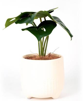 Maven Living Artificial Bamboo Tree for Home Decor (Lucy) Set of One, Artificial Plant  with Pot