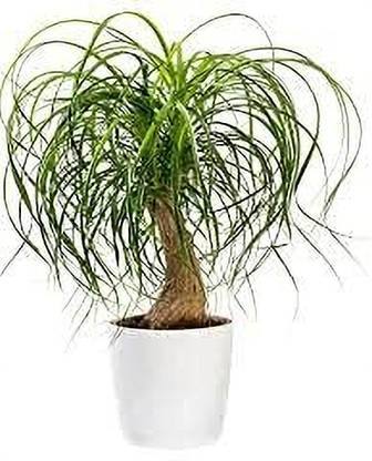 oodlesfly Lolina Palm Plant Plants Lover For Indoor for Home and Offices with Plastic Pot Artificial Plant  with Pot