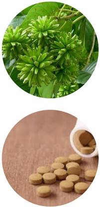 ZYREX Camptotheca Acuminata Herb Tablets-240 Tablets Pack. 275mg Per Serving.