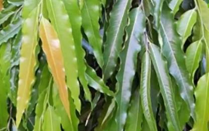 Sansu Ashoka Leaves, 151 Fresh Green Leaves. Natural foliage, packed freshka Leaves