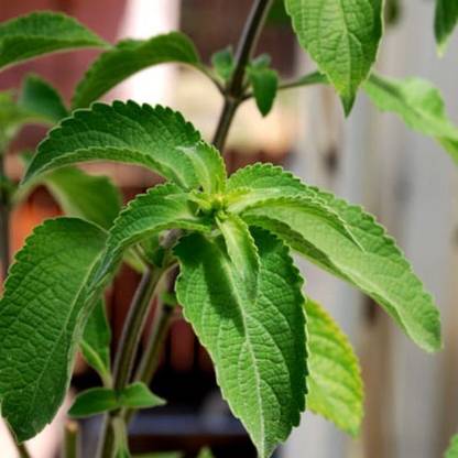 ALTOS Tulsi Power