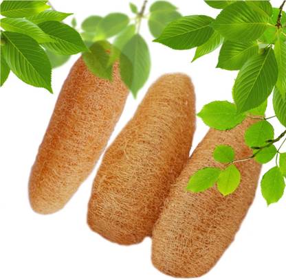 NEXORA 100% Natural Loofah Body Scrubber (Pack Of 3) - Chemical-Free & Skin-Friendly
