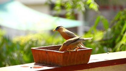 craft park Square Shape Natural Handmade Terracotta Parinda/Pot Regular Bird Bath