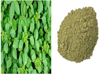 VIVETHAN Kuppaimeni powder 100gm | Indian Nettle | Acalypha Powder | Khokali |kuppiChettu