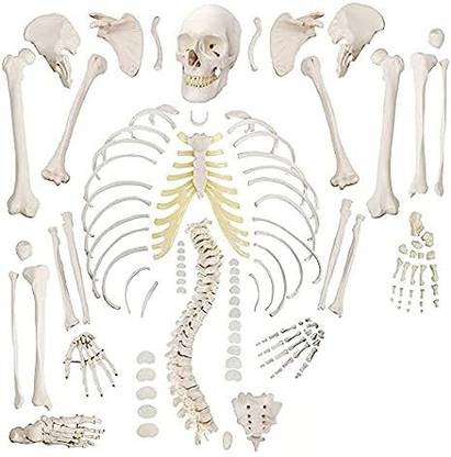 avishkar Imported Human Skeleton Model XC-130 DISARTICULATED Bone Set Bone Distractor
