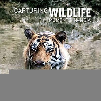 CAPTURING WILDLIFE MOMENTS IN INDIA