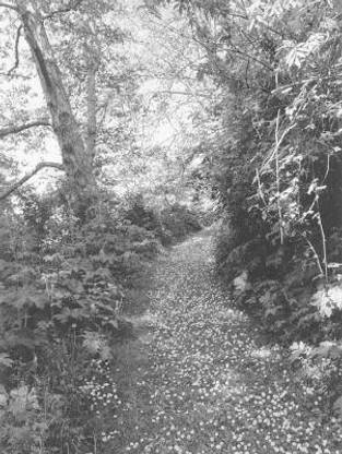 Robert Adams: An Old Forest Road