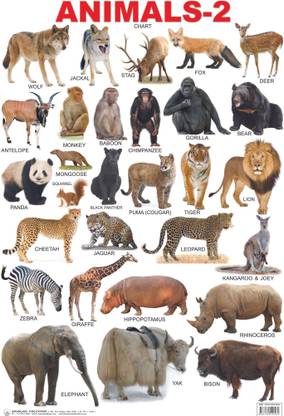 Animals 2  - Educational Wall Chart for Kids Age 3–5 | Double-Sided Hard Laminated Wildlife Learning Poster (48 x 73 cm) | Colourful, Durable & Tear-Resistant Chart for Home and Classroom | Part 2