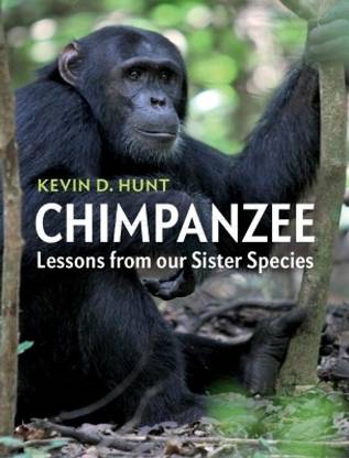 Chimpanzee