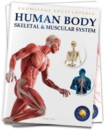 Human Body  - By Miss & Chief