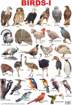 Birds: Book 1 - Educational Wall Chart for Kids Age 3–5 | Double-Sided Hard Laminated Bird Learning Poster (48 x 73 cm) | Colourful, Durable & Tear-Resistant Chart for Home and Classroom – Part 1