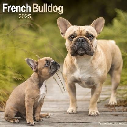 French Bulldog Calendar 2025 Square Dog Breed Wall Calendar - 16 Month