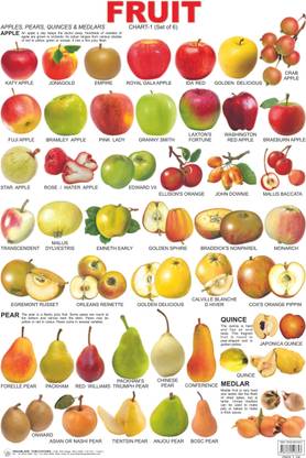 Pre-School Fruit Chart: Book 1  - Pre-School Fruit Chart: Book 1 Educational Chart | Size 48 x 73 cm| Both side laminated Chart | Wall Chart