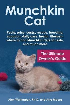 Munchkin Cat